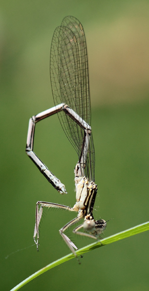 Platycnemis pennipes?